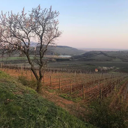 Nyulaszo Vendeghaz Es Galeria * Mád