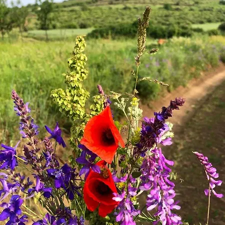 Case de vacanță Nyulaszo Vendeghaz Es Galeria