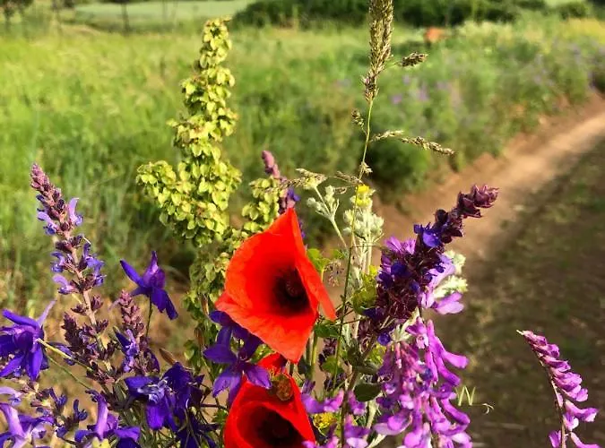 度假居 Nyulaszo Vendeghaz Es Galeria